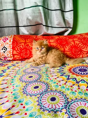 0-1 month Male Purebred Persian