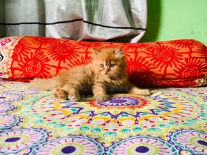 0-1 month Male Purebred Persian