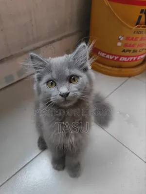 1-3 months Male Mixed Breed British Shorthair