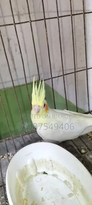 One Lutino Female Cockatiel and One Cinnamon Female Cockatiel for Sale
