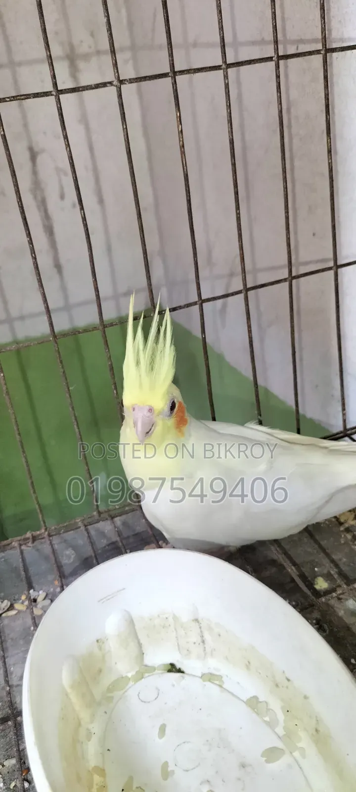 One Lutino Female Cockatiel and One Cinnamon Female Cockatiel for Sale