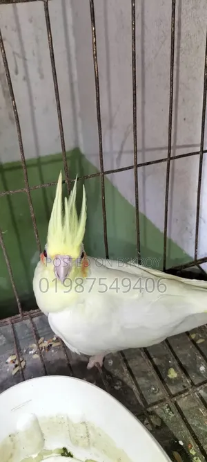One Lutino Female Cockatiel and One Cinnamon Female Cockatiel for Sale