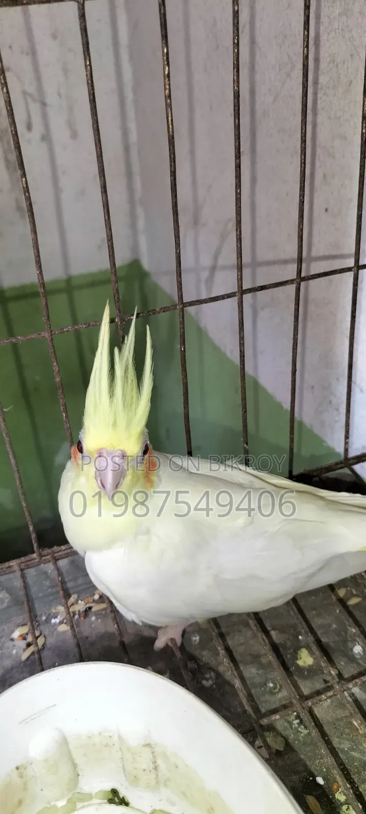 One Lutino Female Cockatiel and One Cinnamon Female Cockatiel for Sale