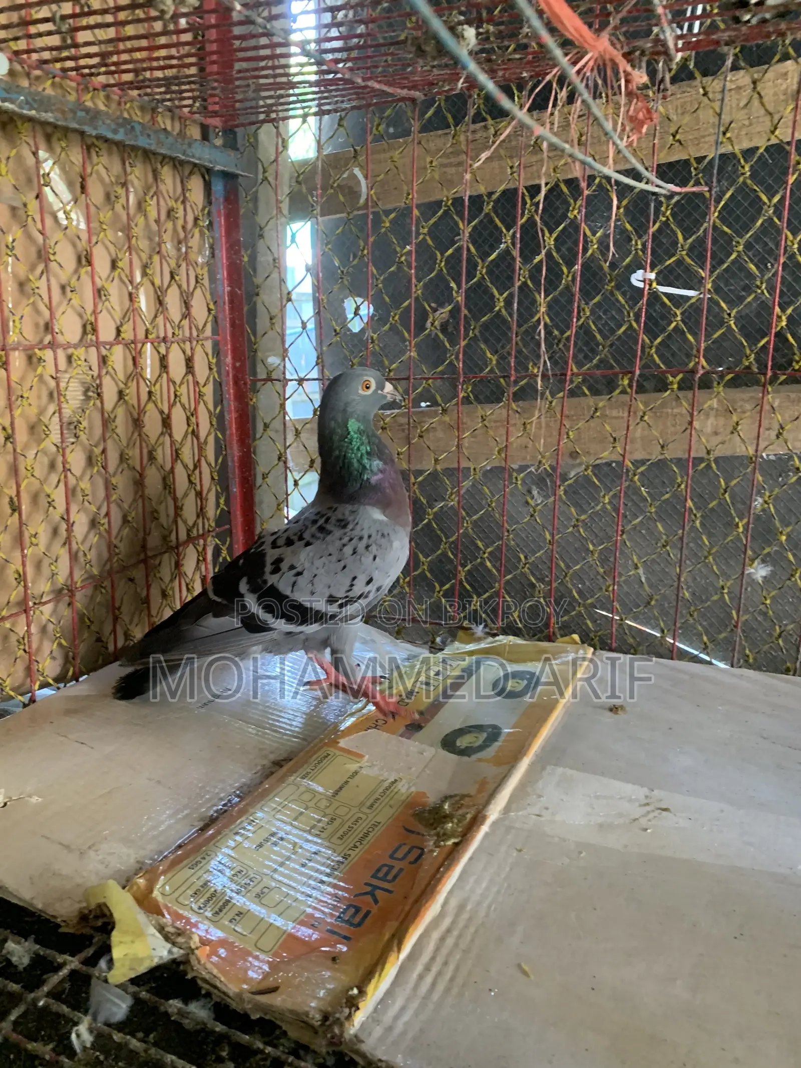 কবুতর বিক্রির জন্য