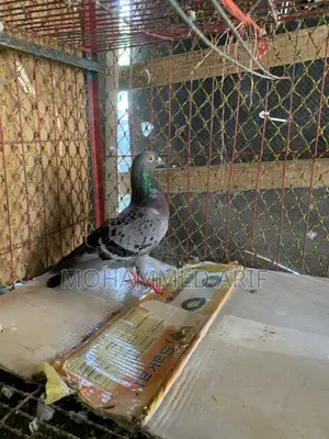 কবুতর বিক্রির জন্য