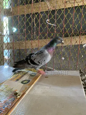 কবুতর বিক্রির জন্য