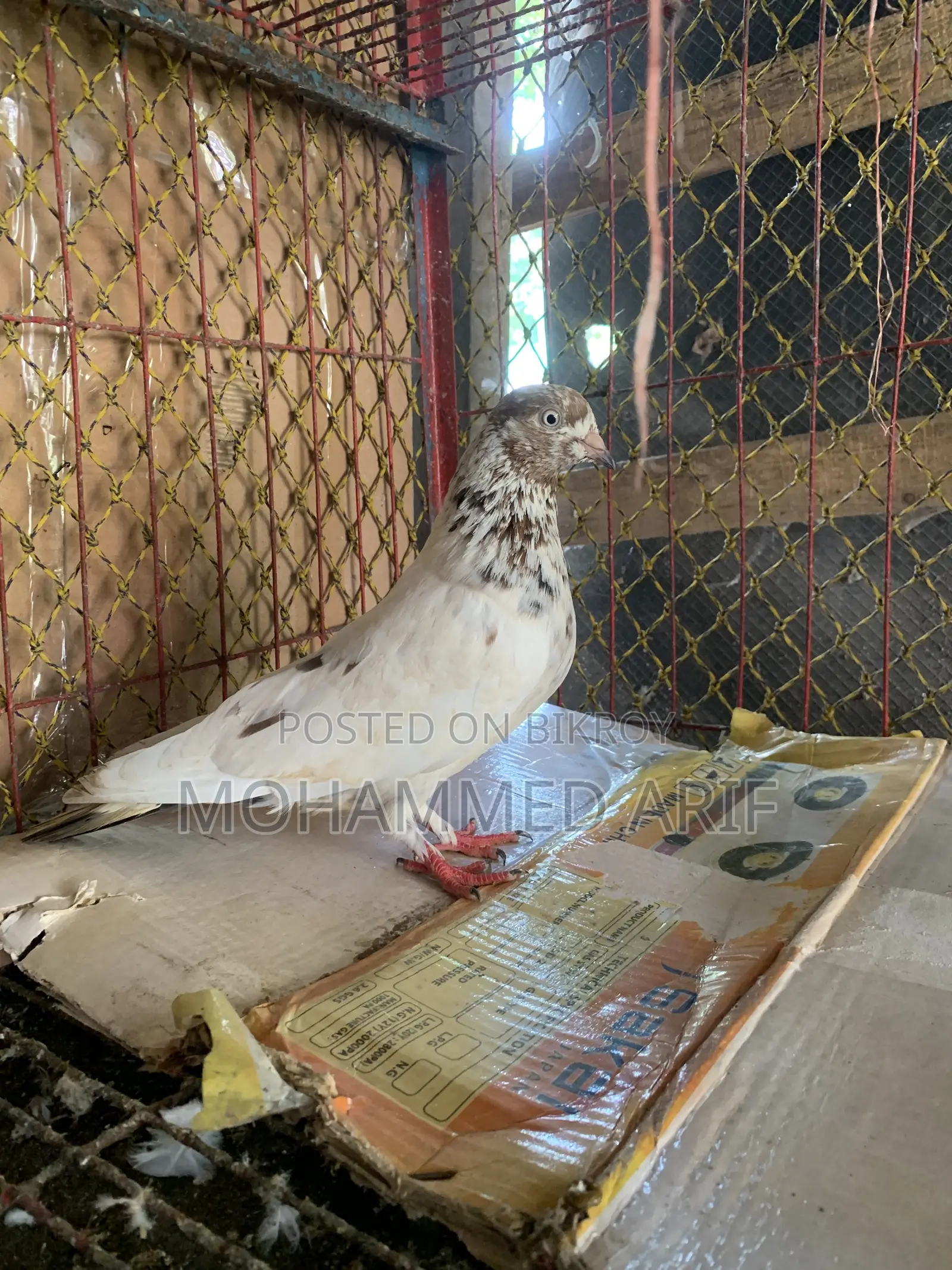 কবুতর বিক্রির জন্য