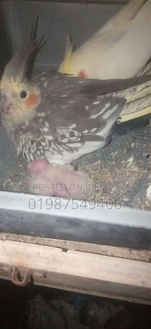 One Lutino Female Cockatiel and One Cinnamon Female Cockatiel for Sale