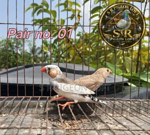 বিগ সাইজের এডাল্ট ফিন্স এভেইলেবল