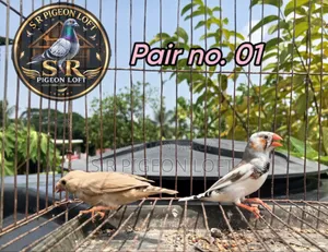 বিগ সাইজের এডাল্ট ফিন্স এভেইলেবল