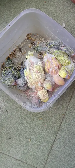 Tame size Budgerigar for sale.