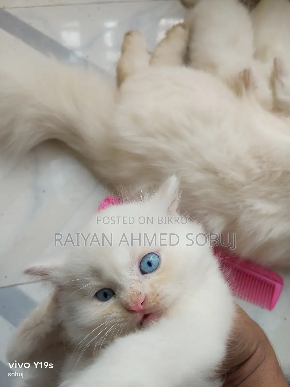 1-3 months Male Purebred Persian