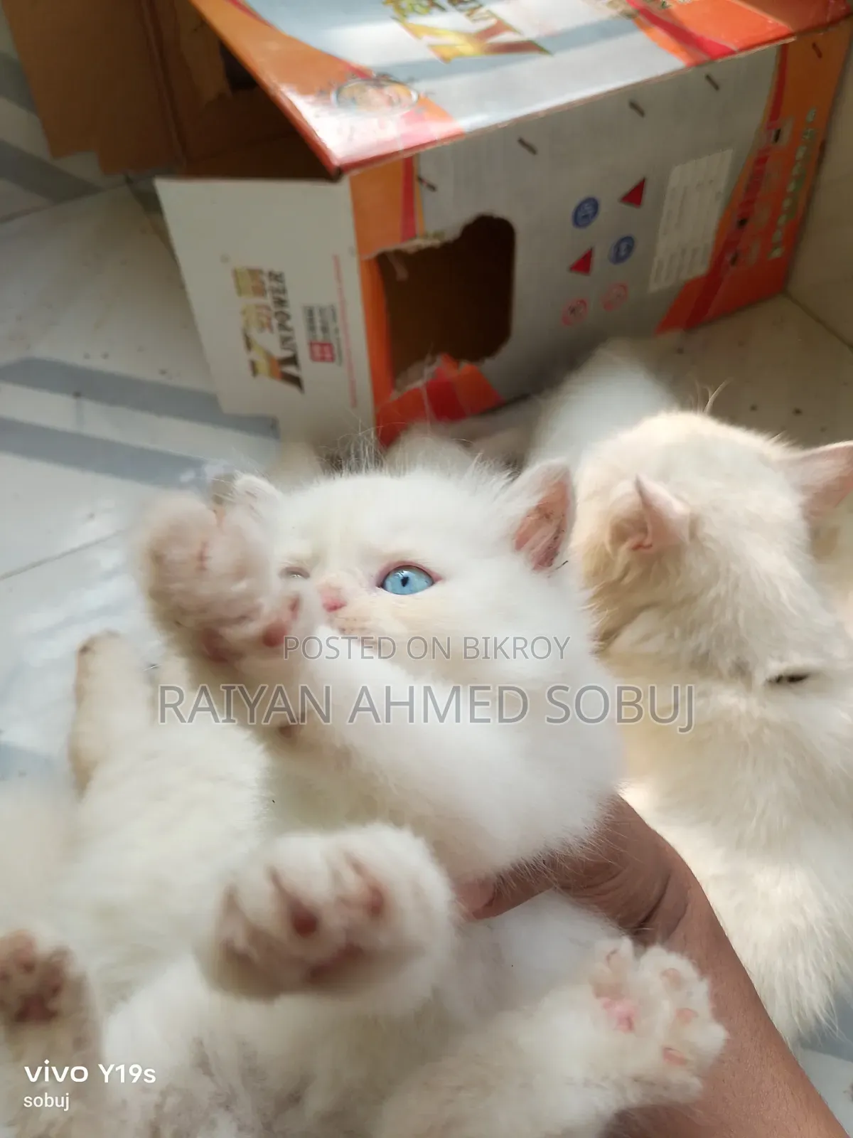 1-3 months Male Purebred Persian