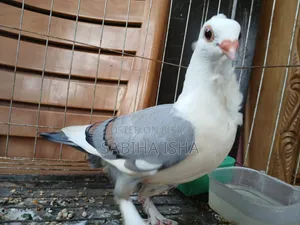 Blue Satin Age 4 Months