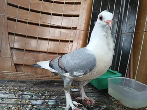 Blue Satin Age 4 Months