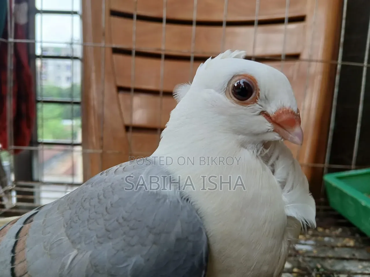 Blue Satin Age 4 Months