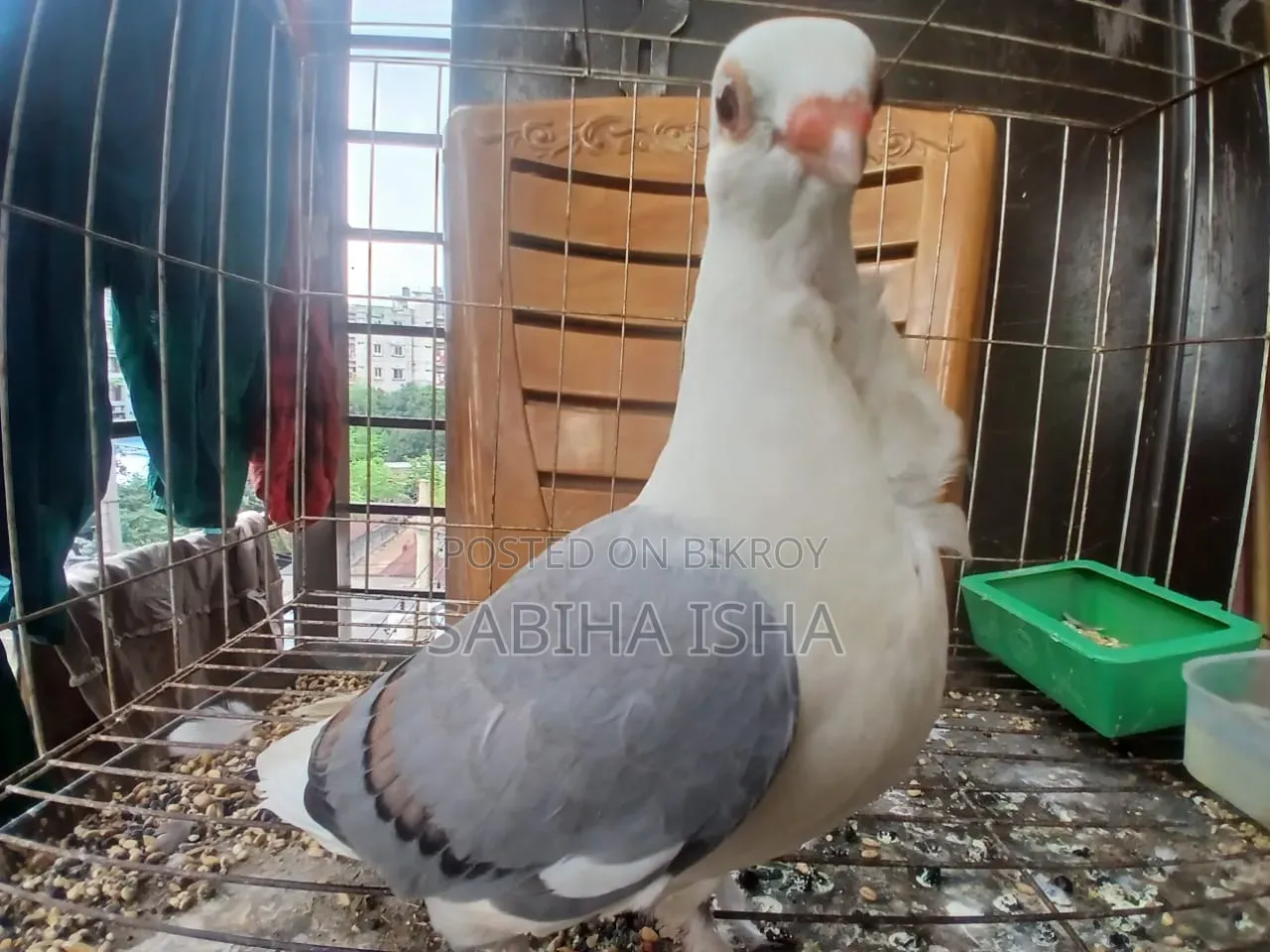 Blue Satin Age 4 Months