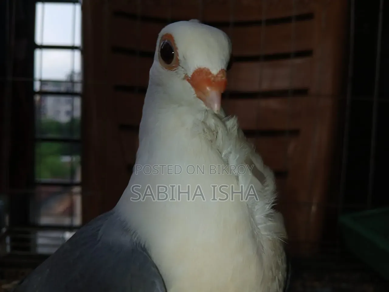 Blue Satin Age 4 Months