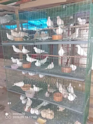 Doves with Cage at Wholesale Price