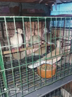 Doves with Cage at Wholesale Price