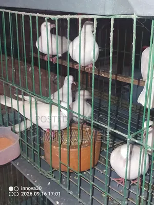 Doves with Cage at Wholesale Price