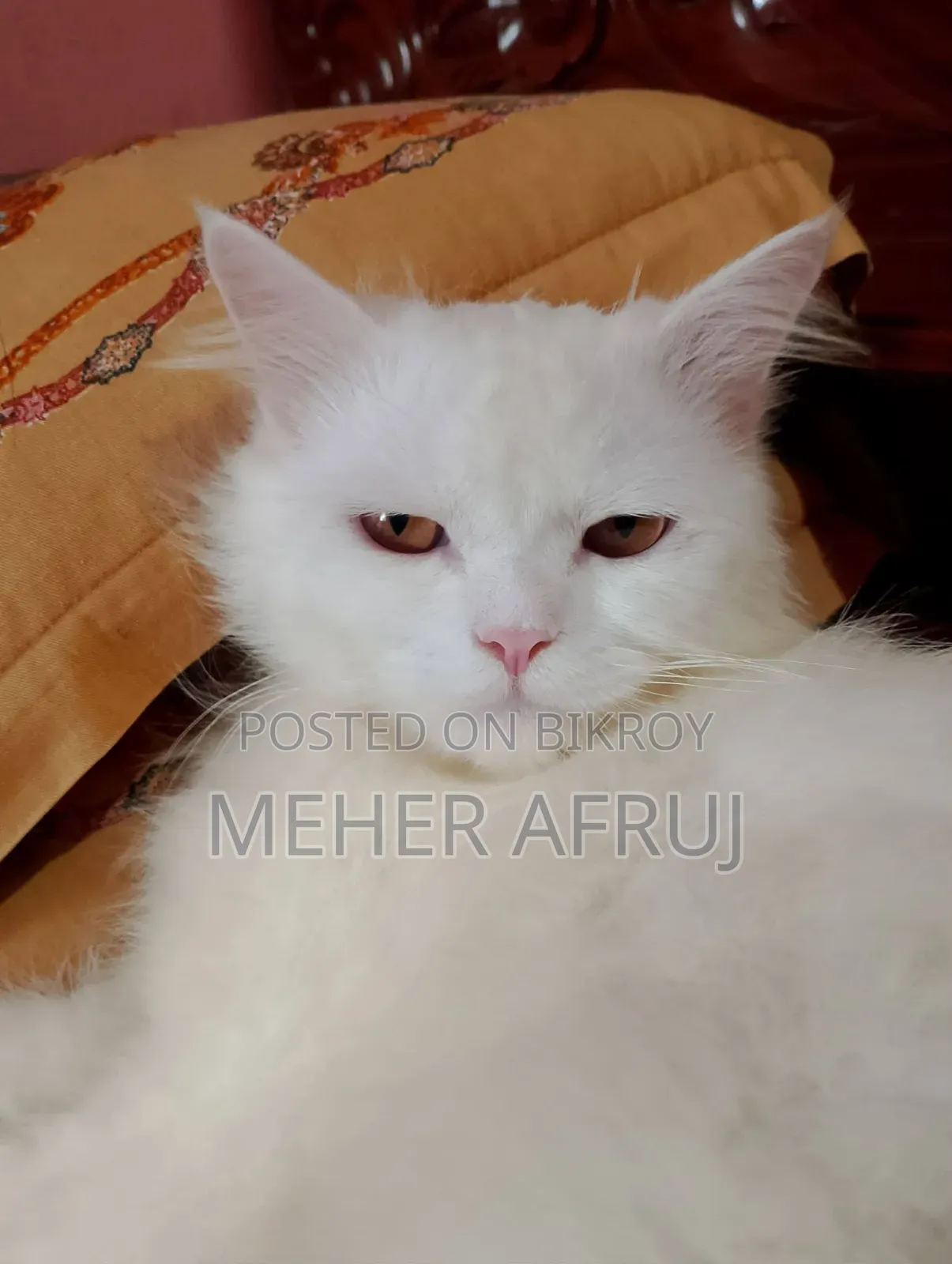 1+ year Male Purebred Persian