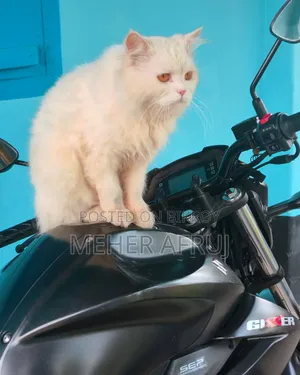 1+ year Male Purebred Persian