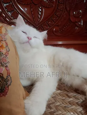 1+ year Male Purebred Persian