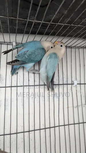 Lovebirds Blue-Fischer