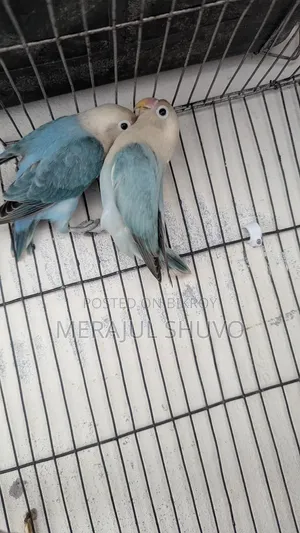 Lovebirds Blue-Fischer