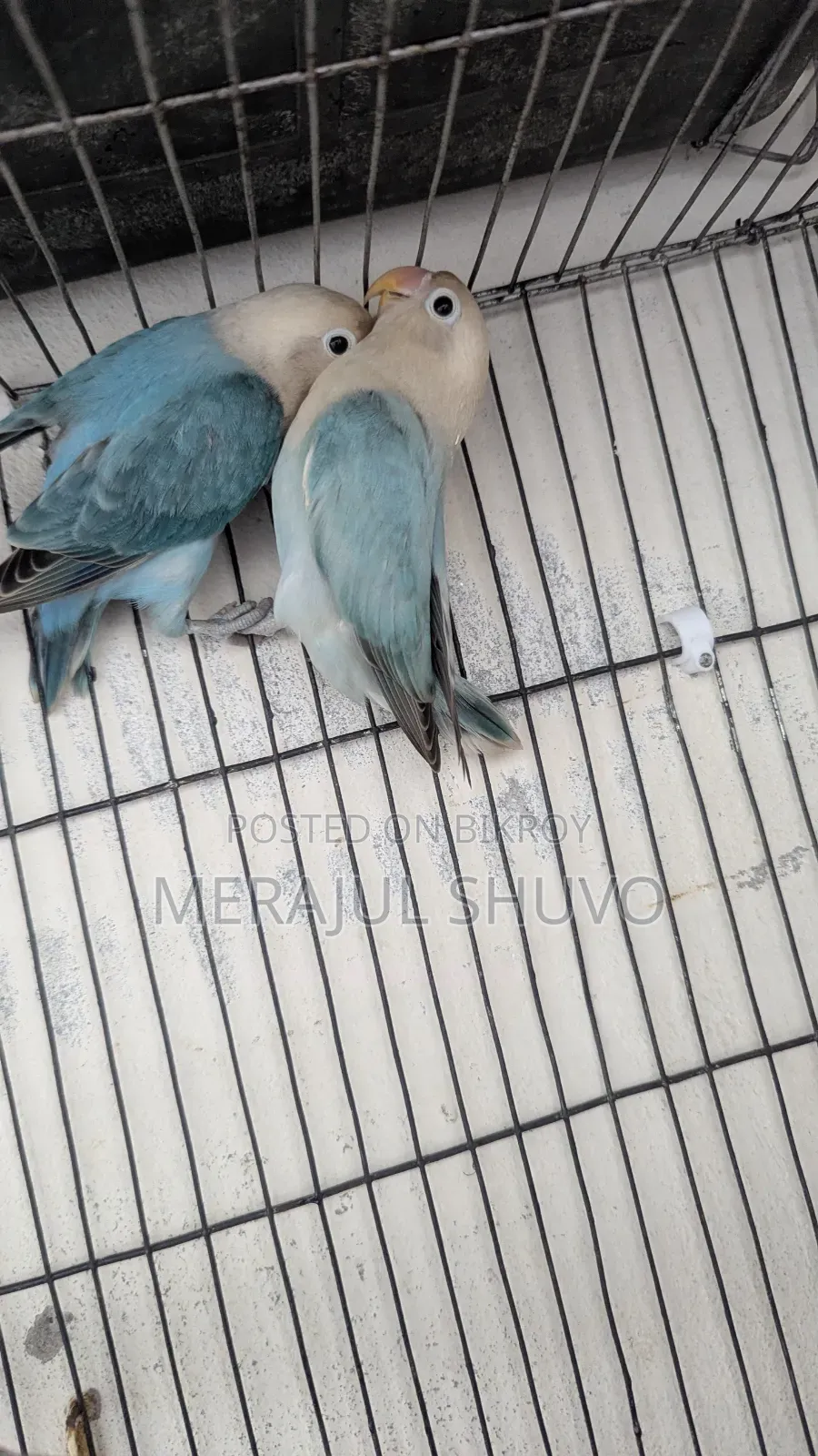 Lovebirds Blue-Fischer