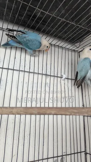 Lovebirds Blue-Fischer