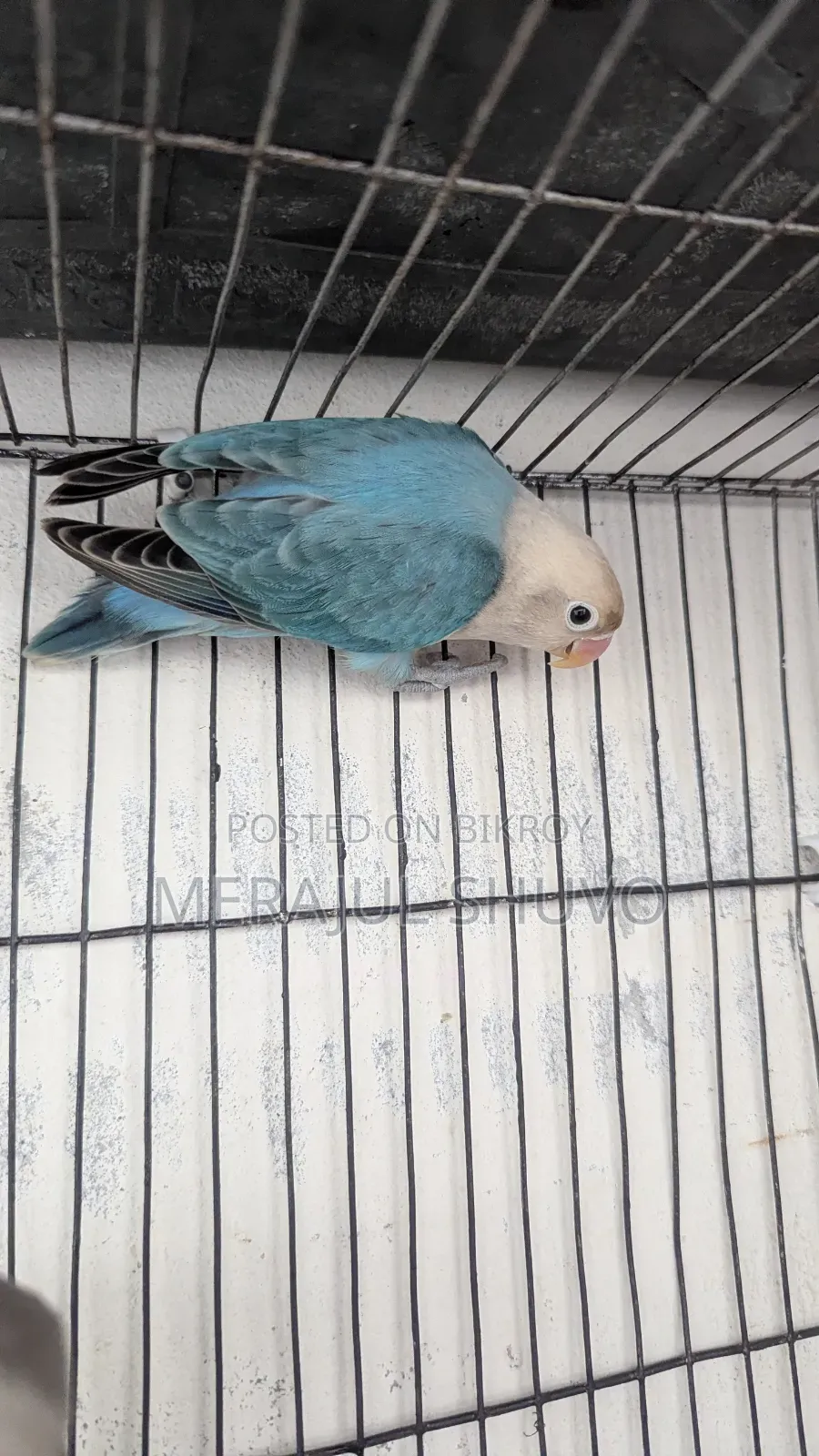 Lovebirds Blue-Fischer