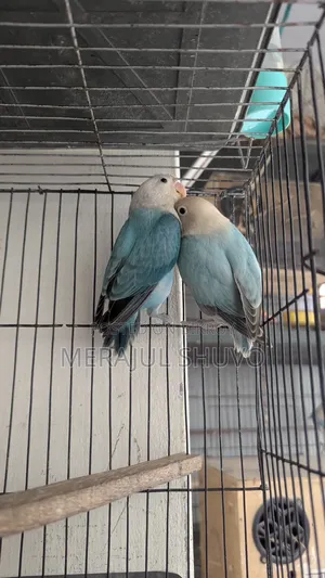 Lovebirds Blue-Fischer