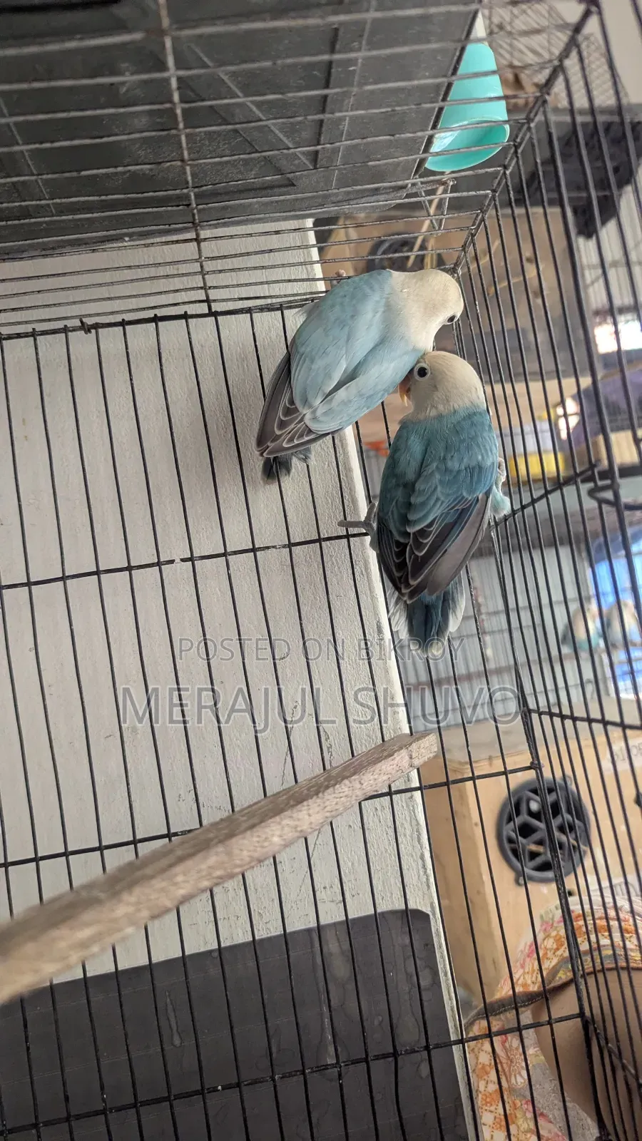 Lovebirds Blue-Fischer
