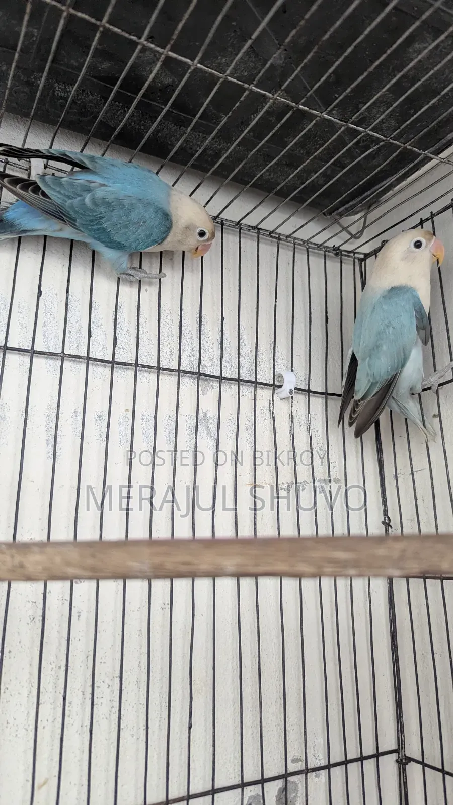 Lovebirds Blue-Fischer