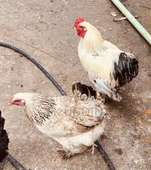 Chicken Bahamas Running Pair
