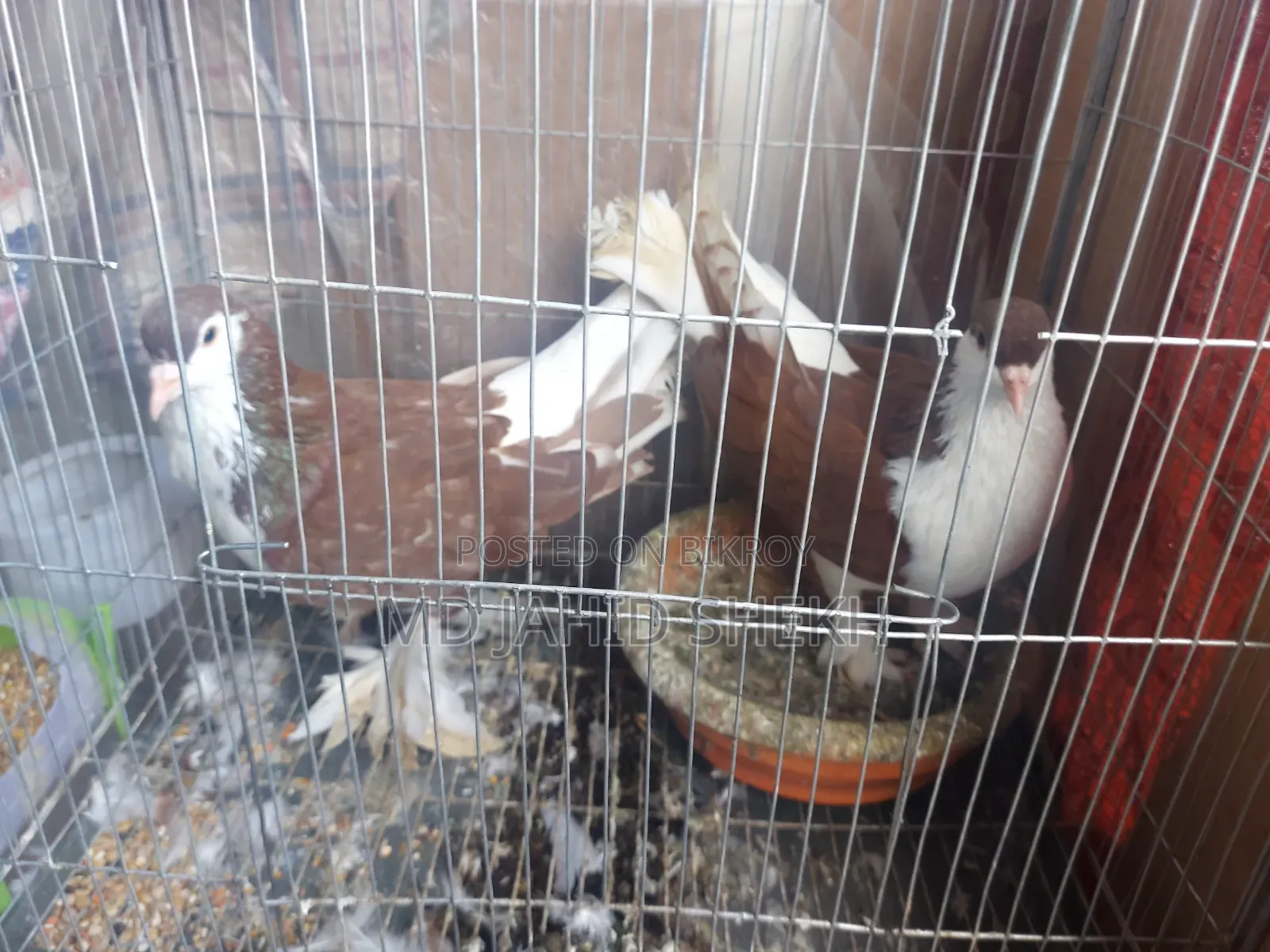 ২টি পায়রা নর এবং মাদি