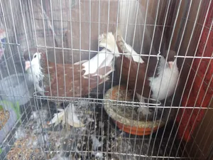 ২টি পায়রা নর এবং মাদি