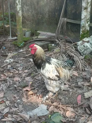 Colombian Light Brahma