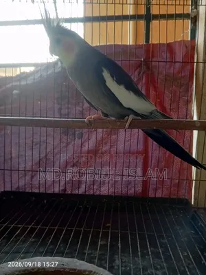 Cockatiel Male