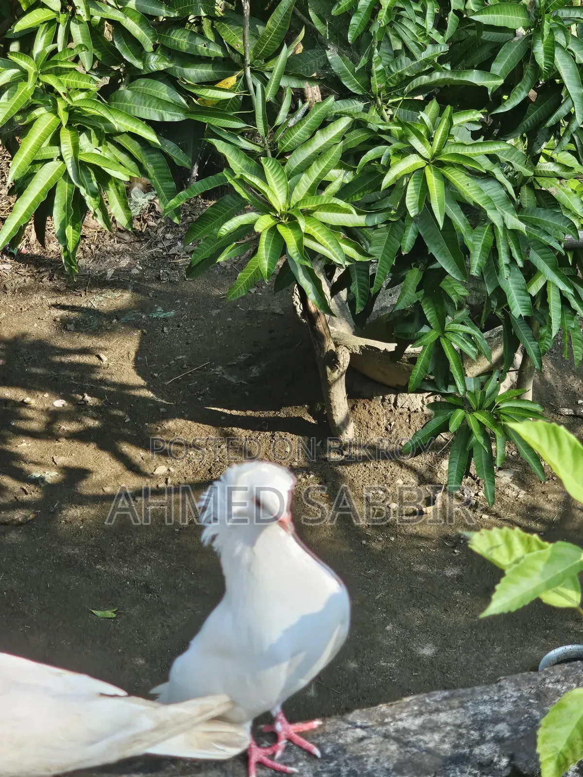 সাদা বোম্বাই ১ জোড়া সেল হবে