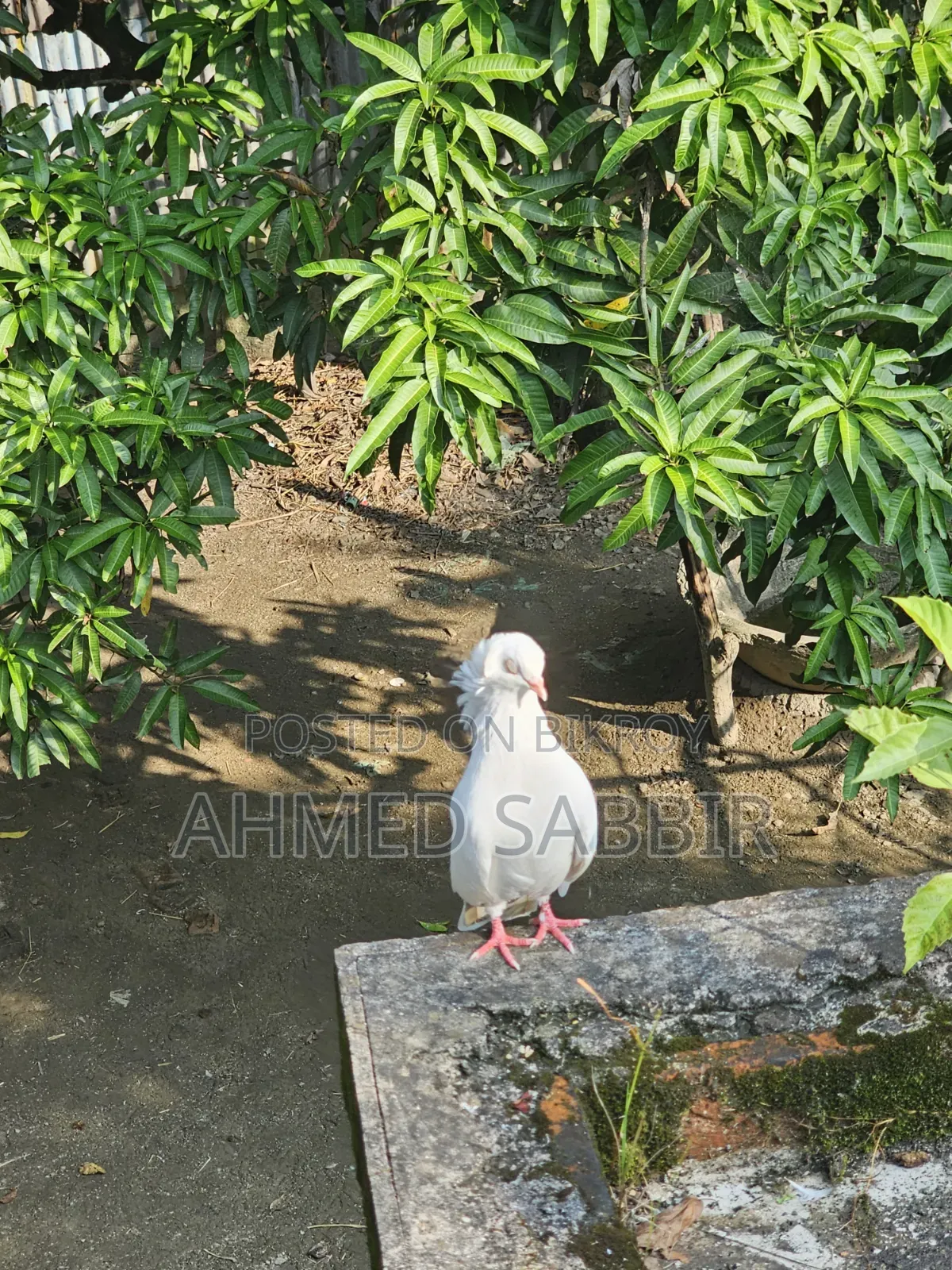 সাদা বোম্বাই ১ জোড়া সেল হবে