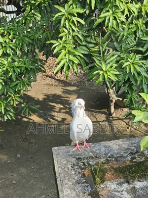 সাদা বোম্বাই ১ জোড়া সেল হবে