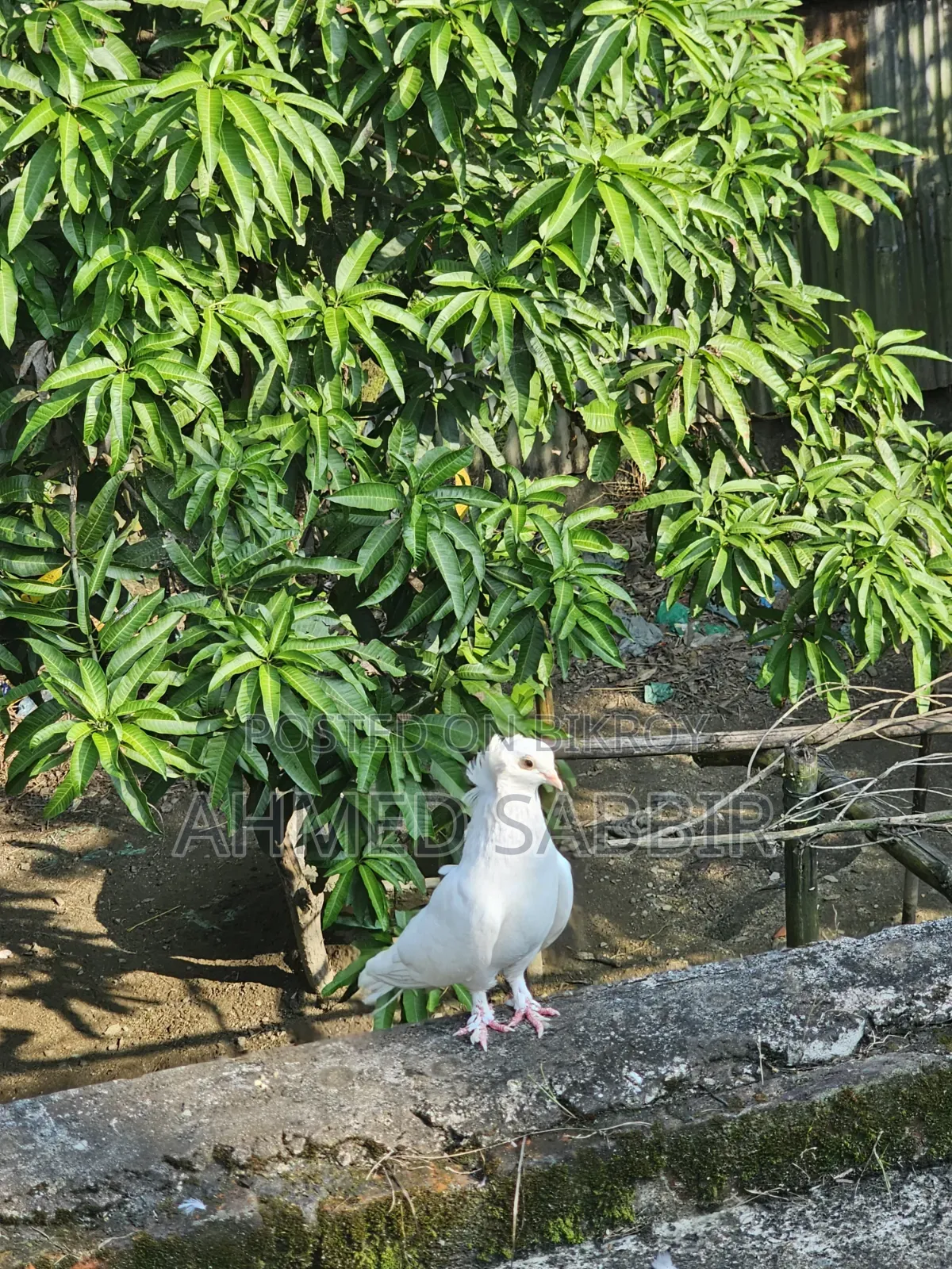 সাদা বোম্বাই ১ জোড়া সেল হবে