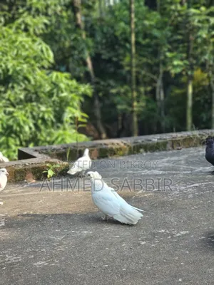 সাদা বোম্বাই ১ জোড়া সেল হবে
