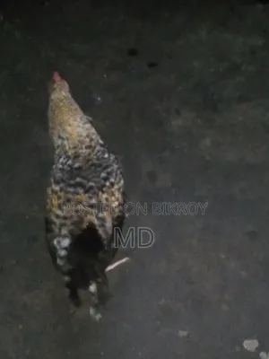 A Pair of Hens
