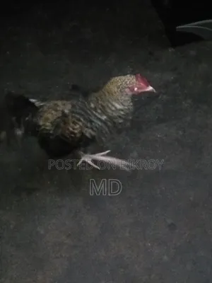 A Pair of Hens