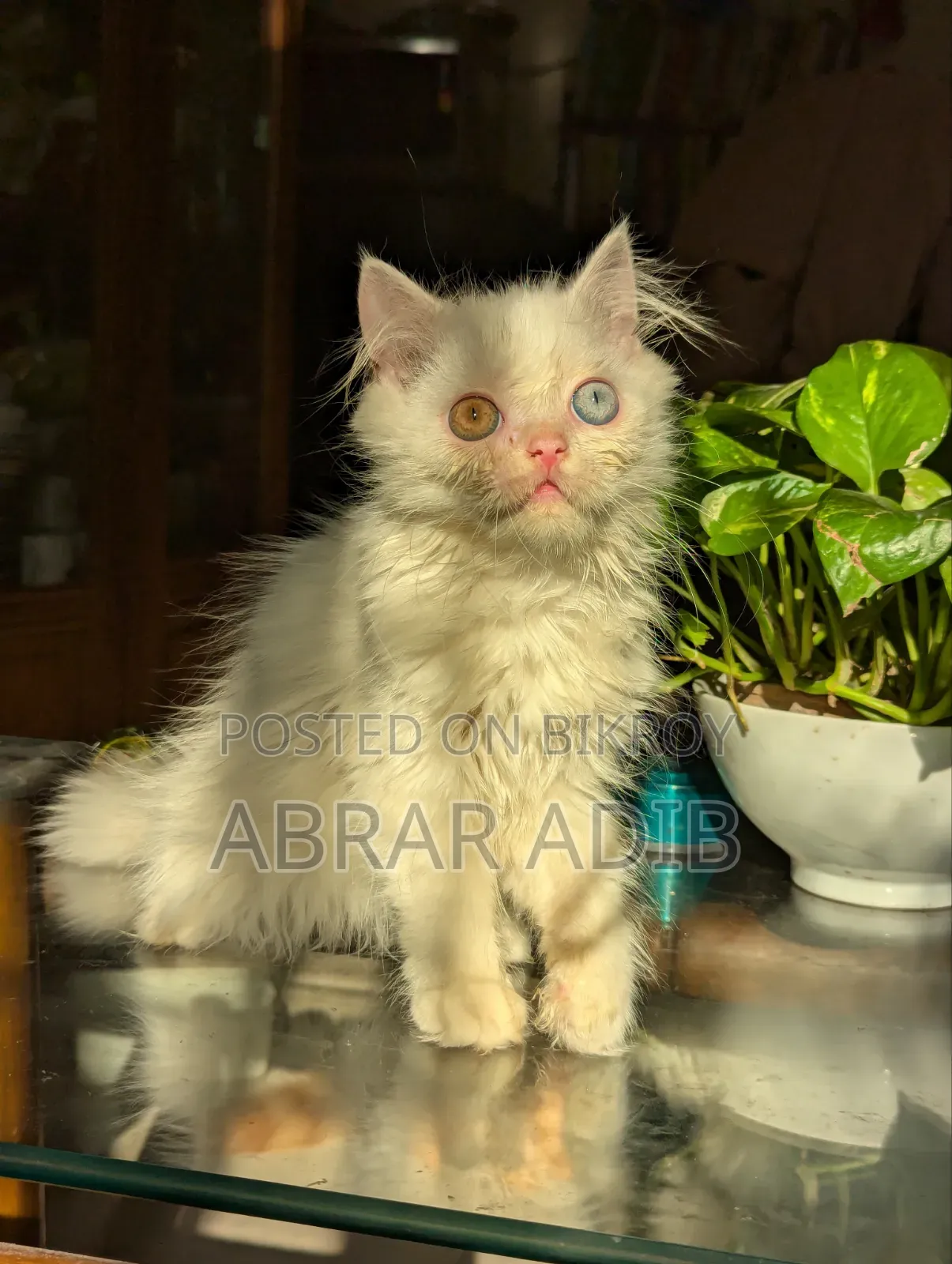 1-3 months Female Purebred Persian