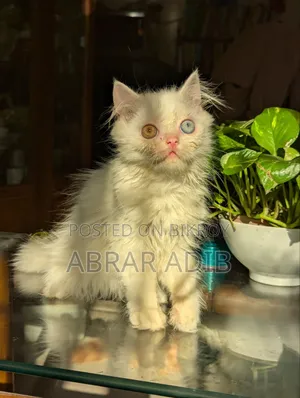 1-3 months Female Purebred Persian